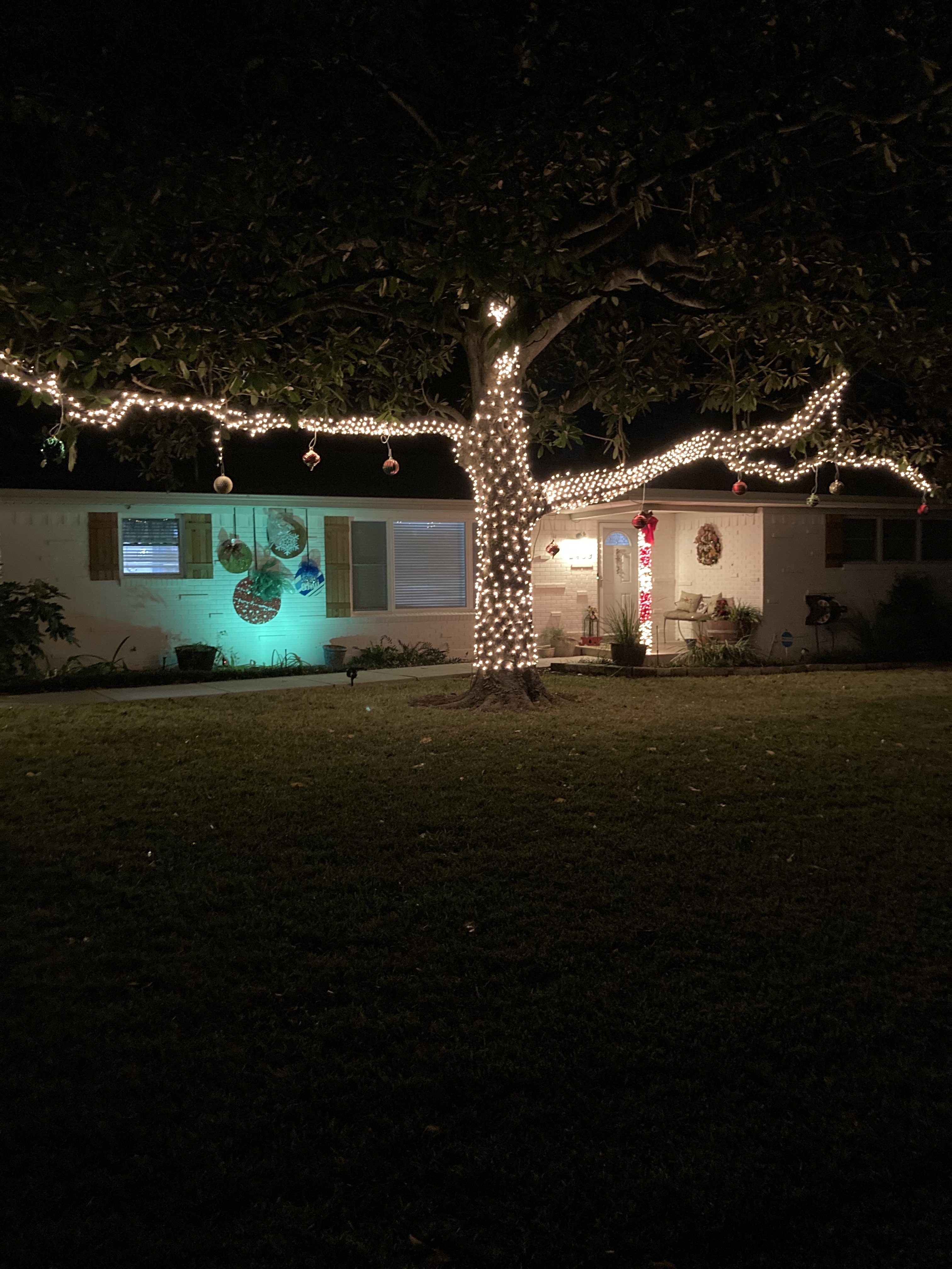 Large tree wrapped with Christmas lights for Spicewood style property
